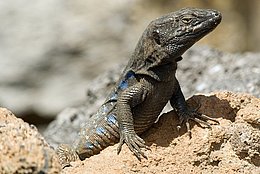 Kanareneidechse (Gallotia galloti)