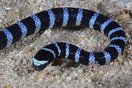 Natternplattschwanz (Laticauda colubrina)