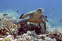 Echte Karettschildkröte (Eretmochelys imbricata)