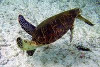 Grüne Meeresschildkröte (Chelonia mydas)