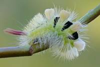 Buchenstreckfuß (Calliteara pudibunda)