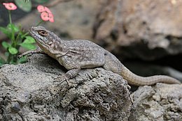 Madagaskarleguan (Oplurus spec.)
