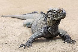 Nashornleguan (Cyclura cornuta)