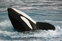 Orca / Schwertwal (Orcinus orca)