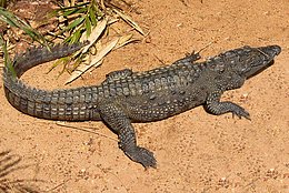 Krokodil an Land