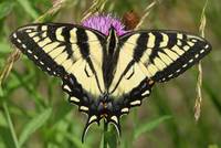Papilio canadensis - ein Ritterfalter