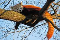 Kleiner Panda - in der Sonne leuchtet sein Fell besonders rot