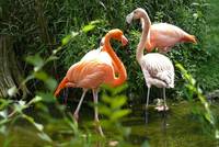 die Intensität der Färbung hängt neben der Art bei Flamingos von der Nahrung ab