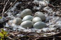 Nest mit Eiern vom Höckerschwan (Cygnus olor)
