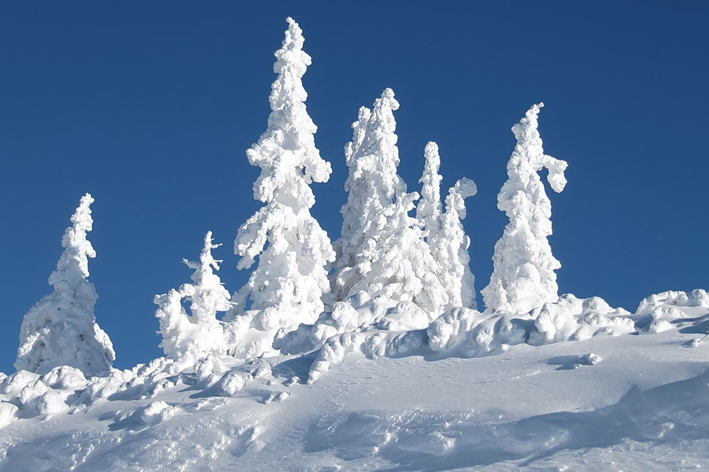 Bäume unter Schnee und Eis