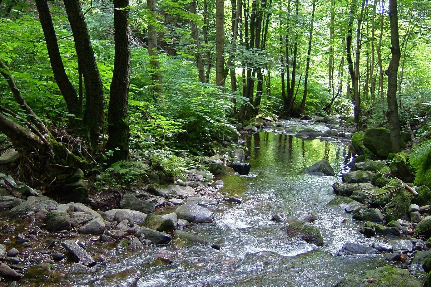 Bach in einem Wald in Thüringen