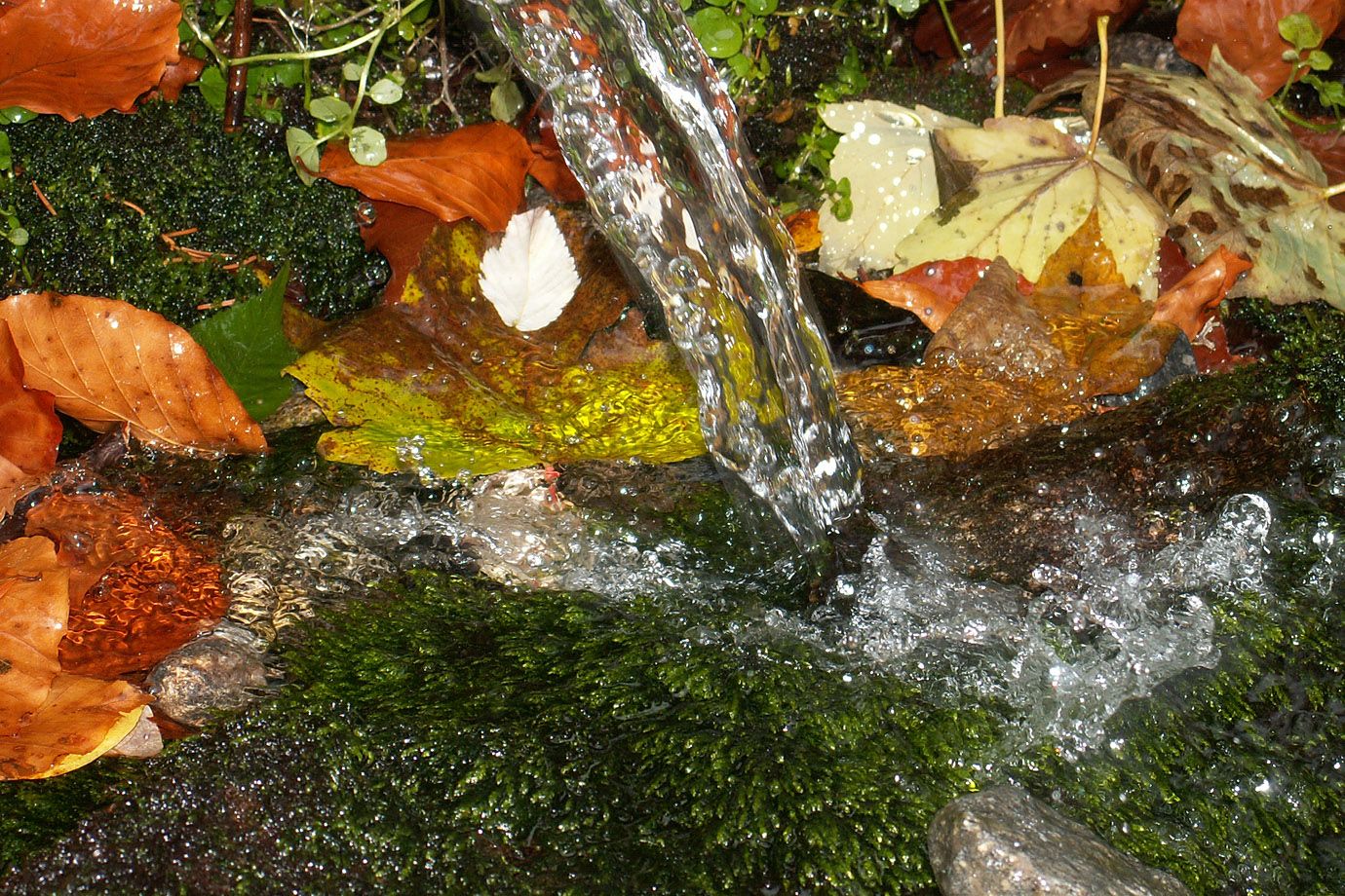 klares Wasser und bunte Blätter treffen sich auf sattgrünem Moos