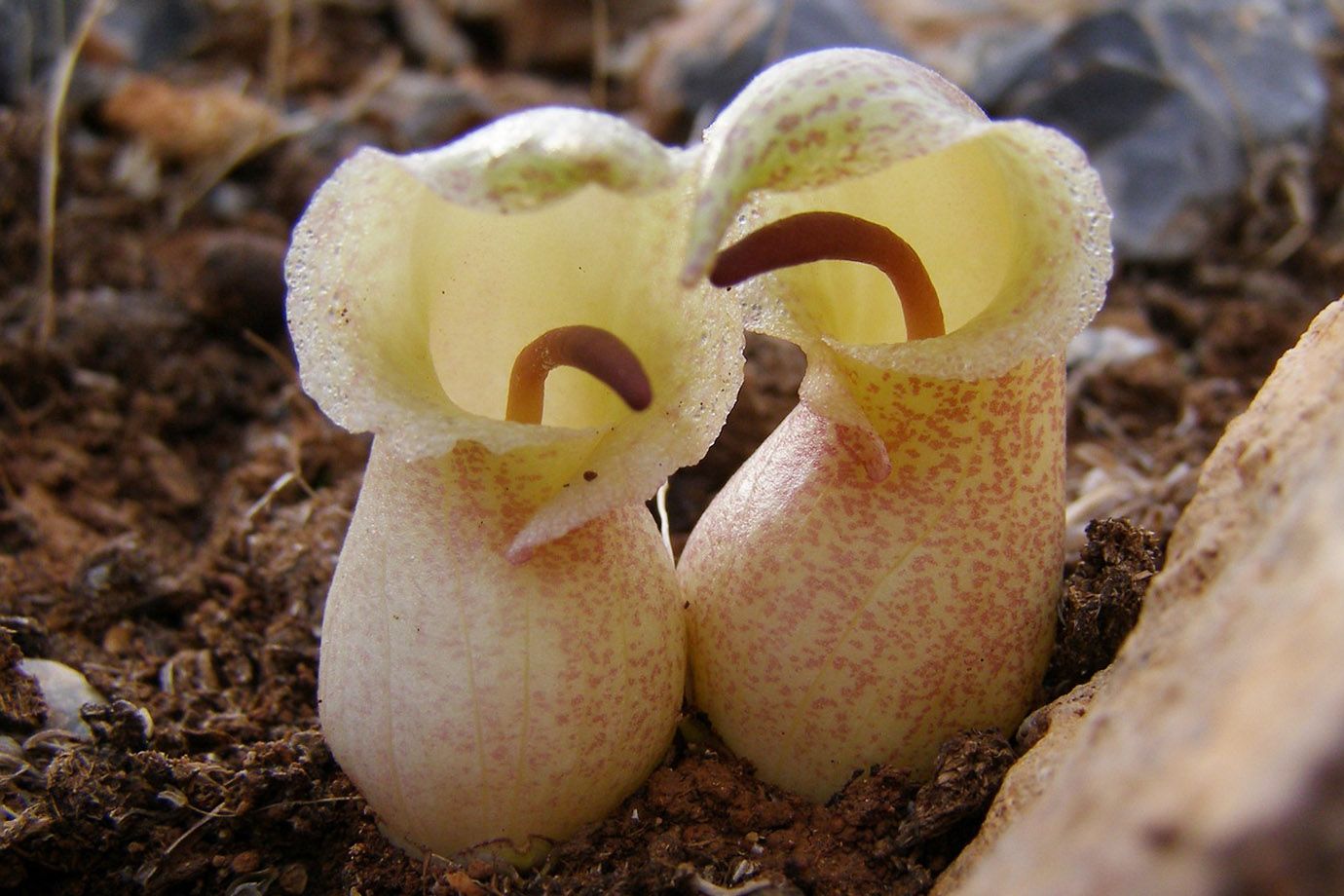 Biarum davisii; Familie: Aronstabgewächse (Araceae)