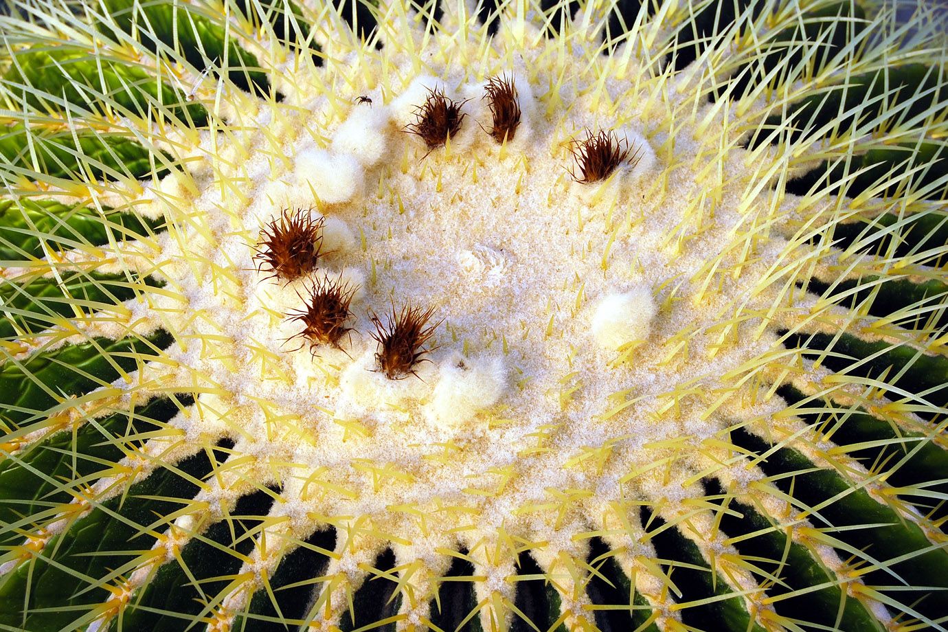 Echinocactus grusonii Echinocactus grusonii