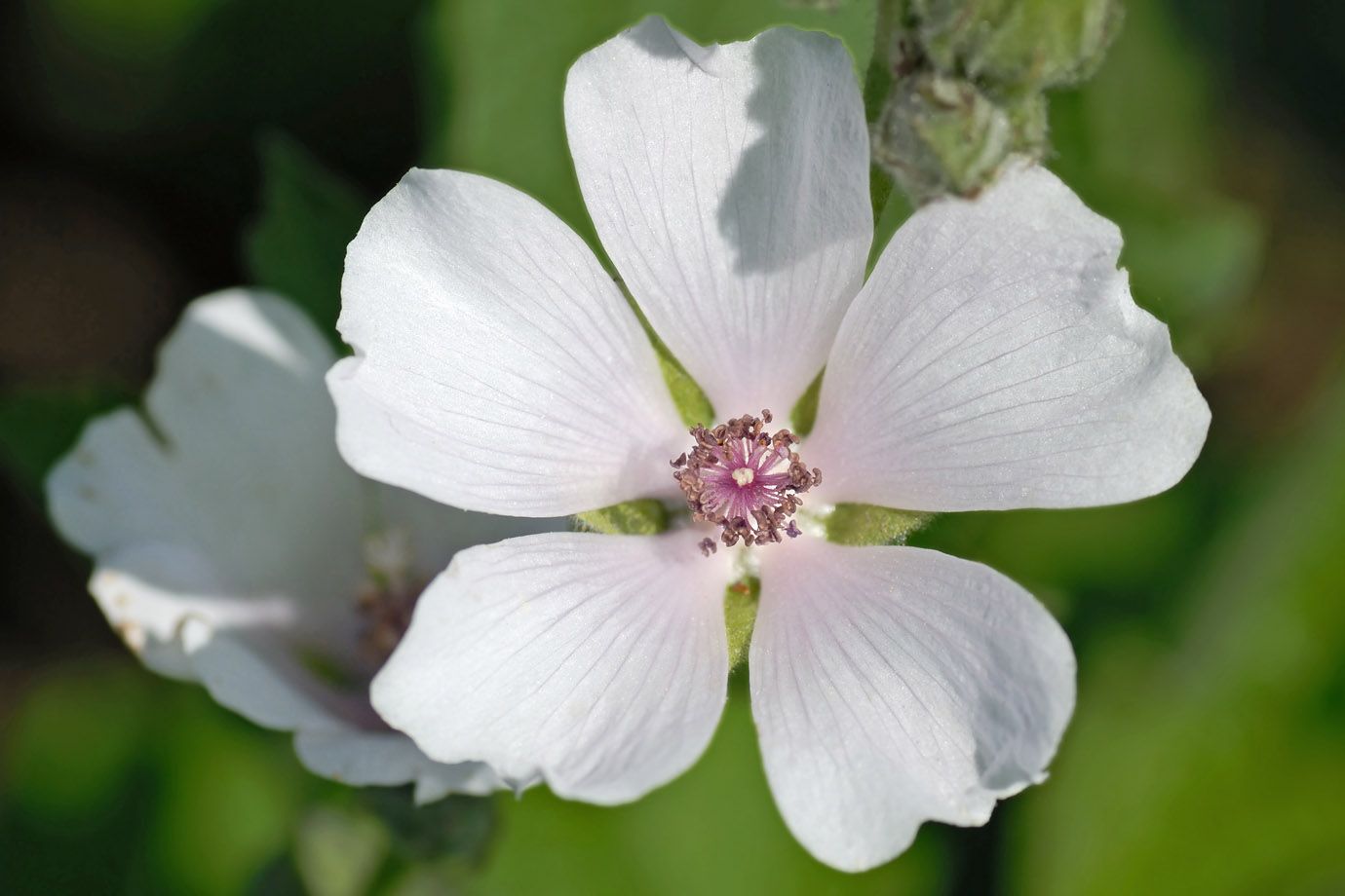 Echter Eibisch (Althaea officinalis) Echter Eibisch (Althaea officinalis)