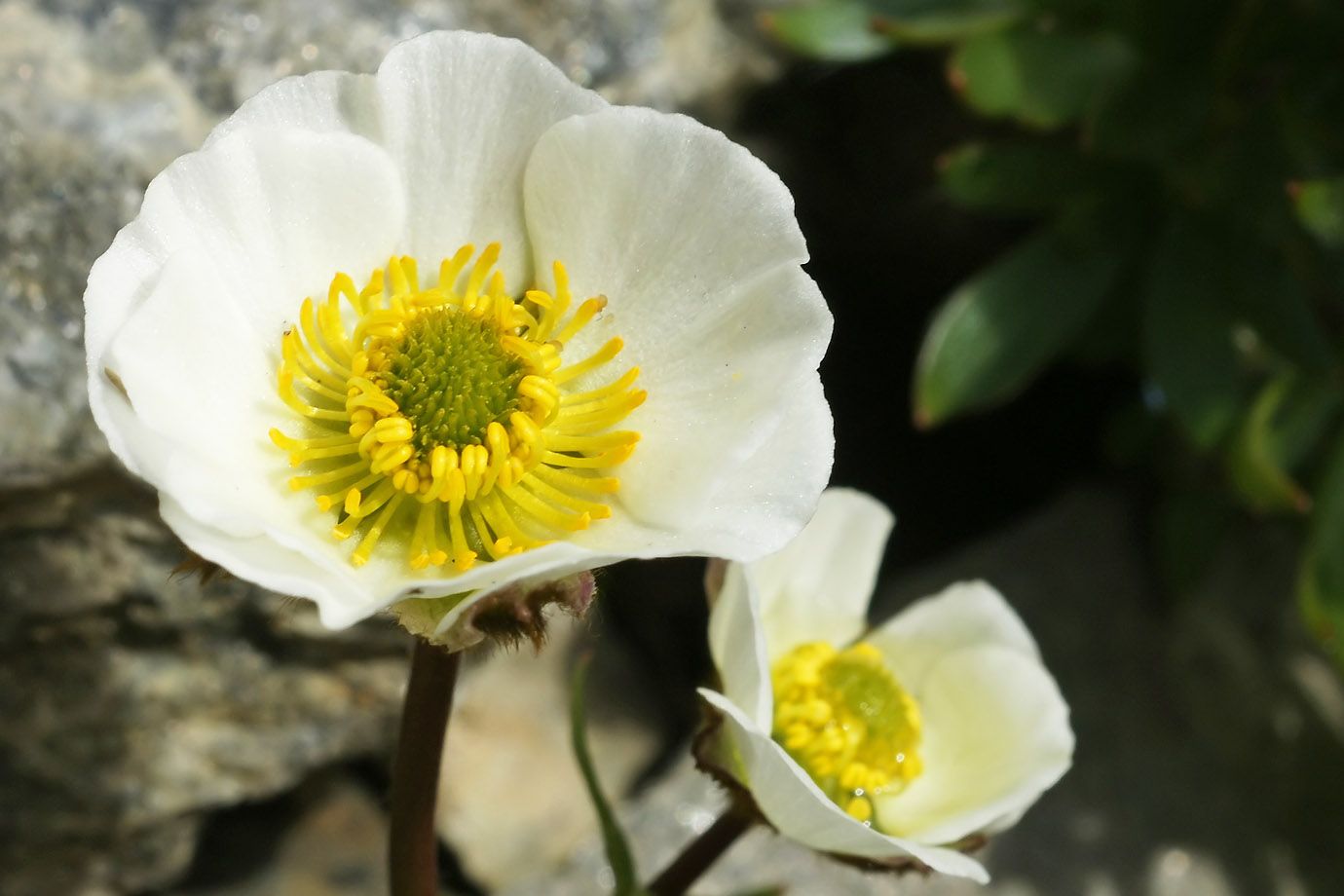 Gletscherhahnenfuß (Ranunculus glacialis) Gletscherhahnenfuß (Ranunculus glacialis)