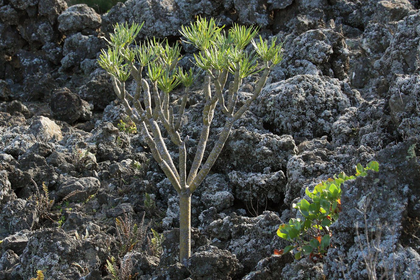 Oleanderblättrige Kleinie (Senecio kleinia) Oleanderblättrige Kleinie (Senecio kleinia)