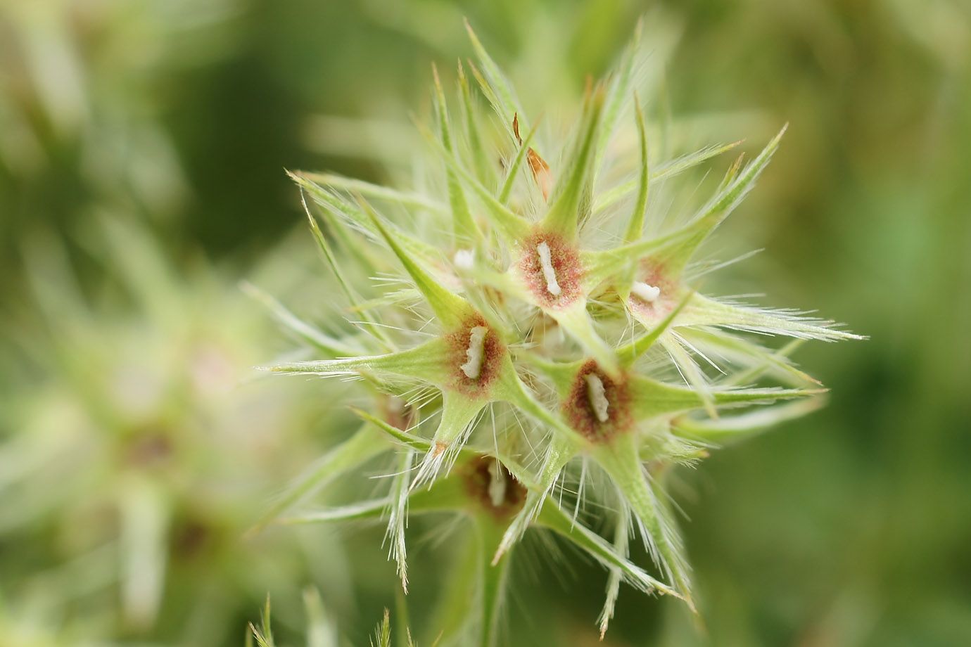 Sternklee (Trifolium stellatum) Sternklee (Trifolium stellatum)