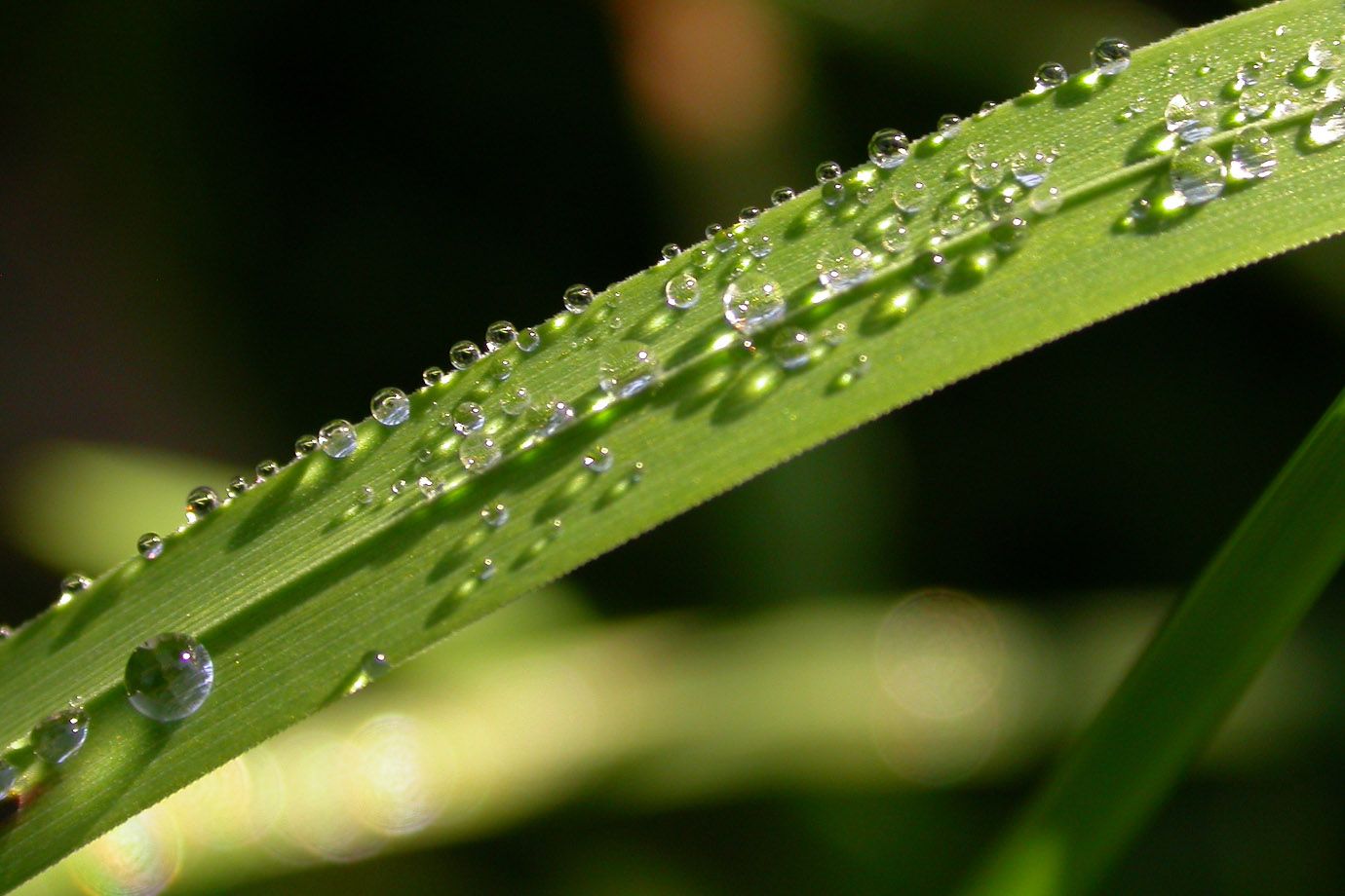 Tau bildet funkelnde Wasserperlen auf dem morgenlichen Gras Tau bildet funkelnde Wasserperlen auf dem morgenlichen Gras