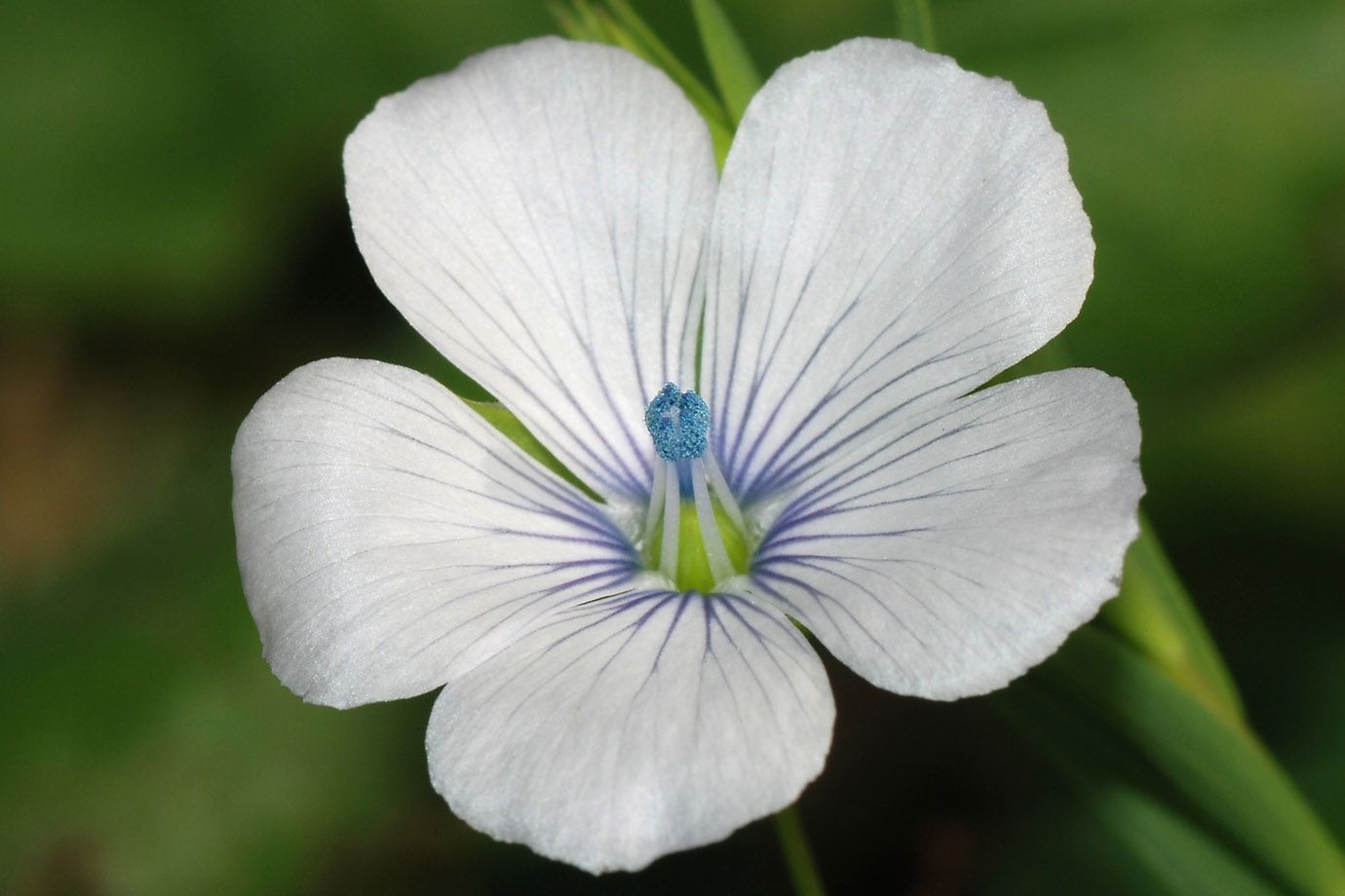 Zweijähriger Lein (Linum bienne)