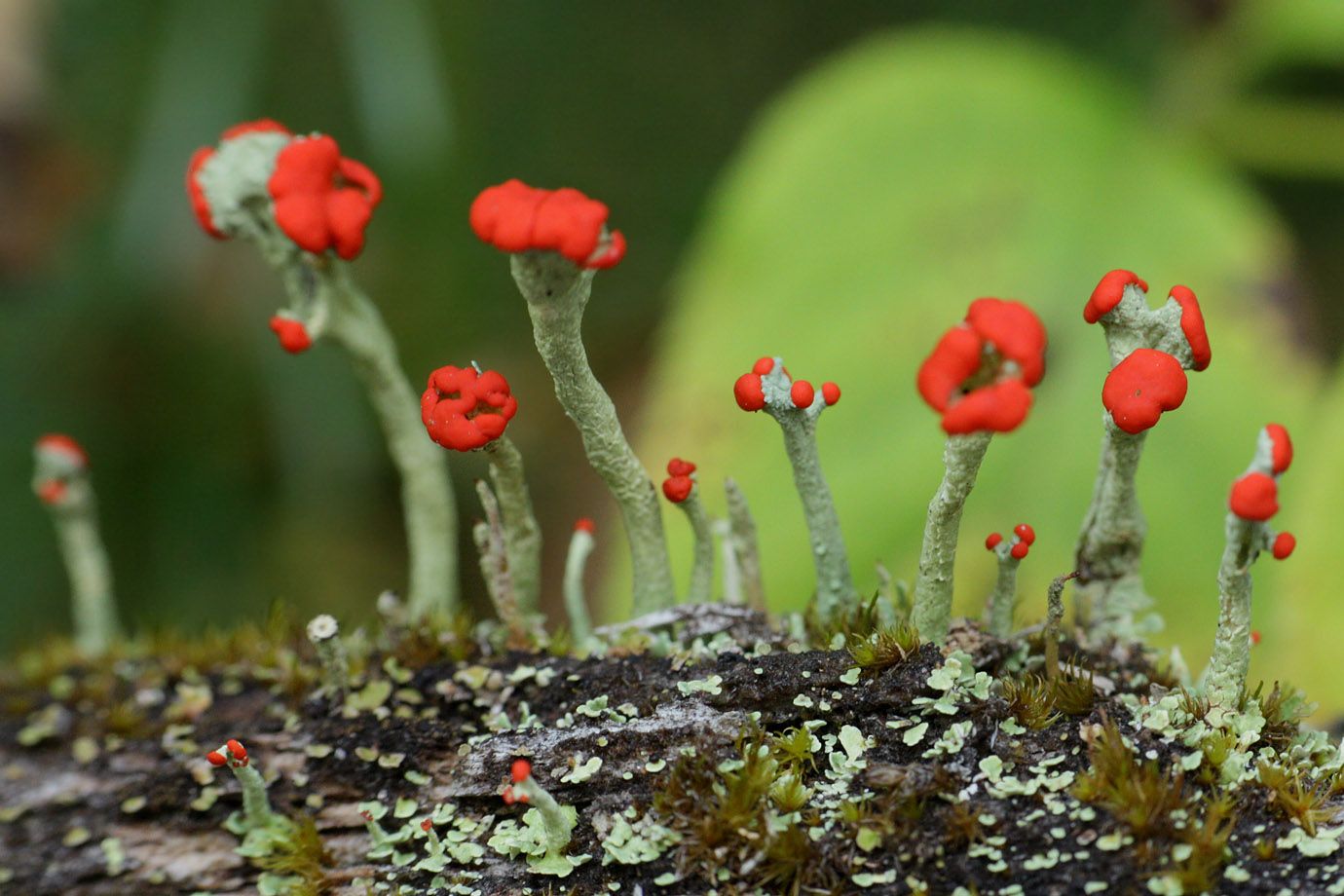 Flechten der Gattung Cladonia Flechten der Gattung Cladonia