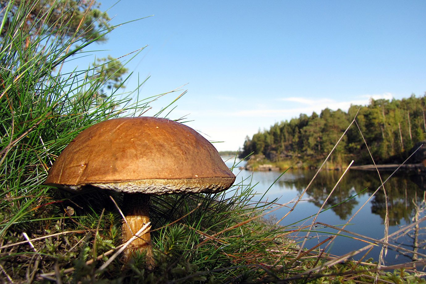 Steinpilz (Sektion in Gattung: Dickröhlinge (Boletus)) Steinpilz (Sektion in Gattung: Dickröhlinge (Boletus))