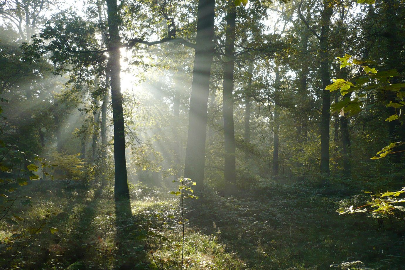 ein Morgen mit Sonnenstrahlen im Herbstwald