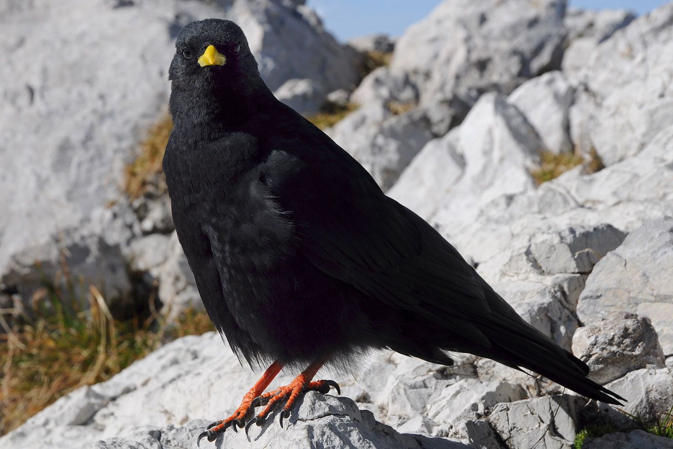 Alpendohlen In Deutschland Rekord Bei Z hlung Mehr Feldhasen Hoppeln 