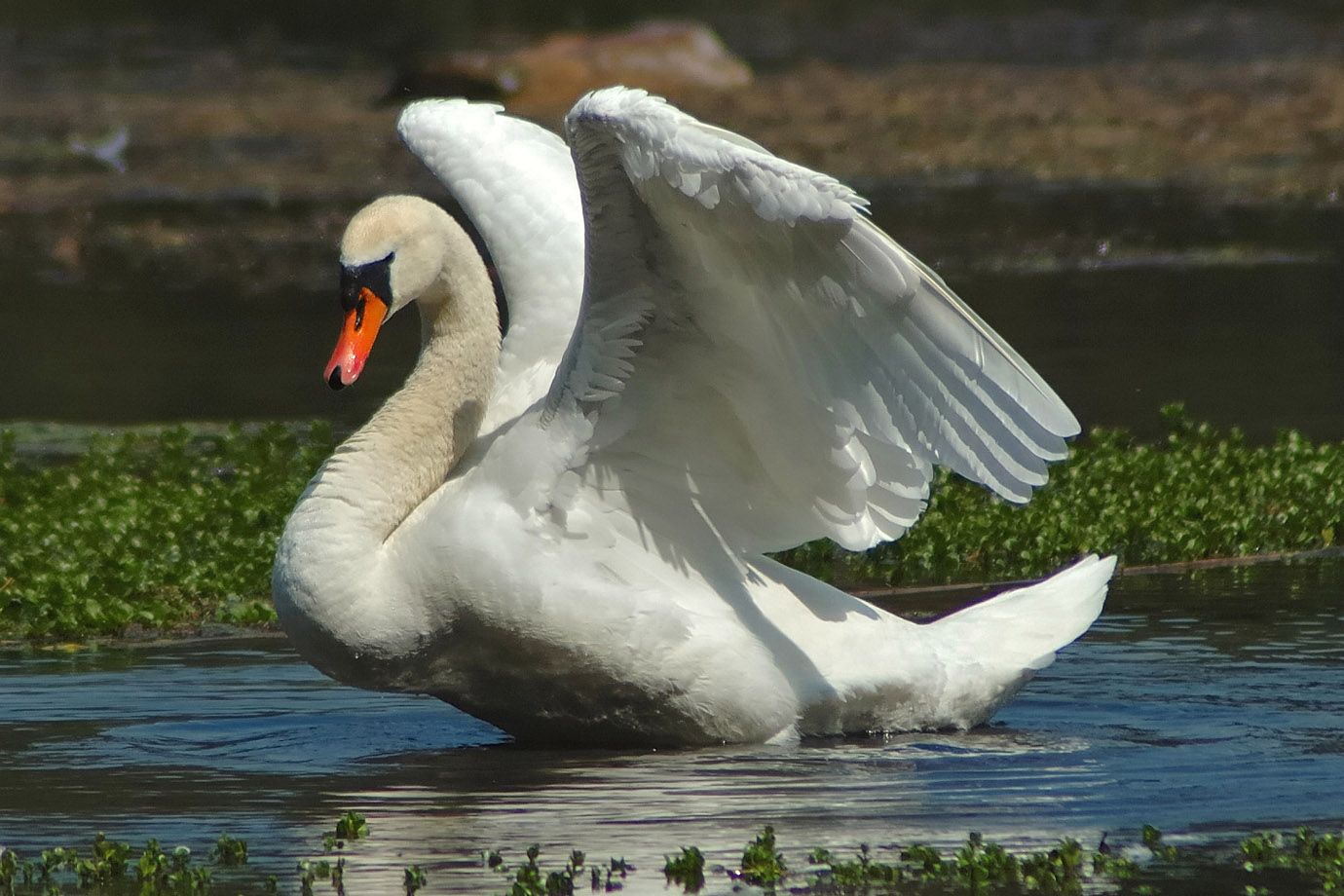 der Schwan ist ganz bei der Sache