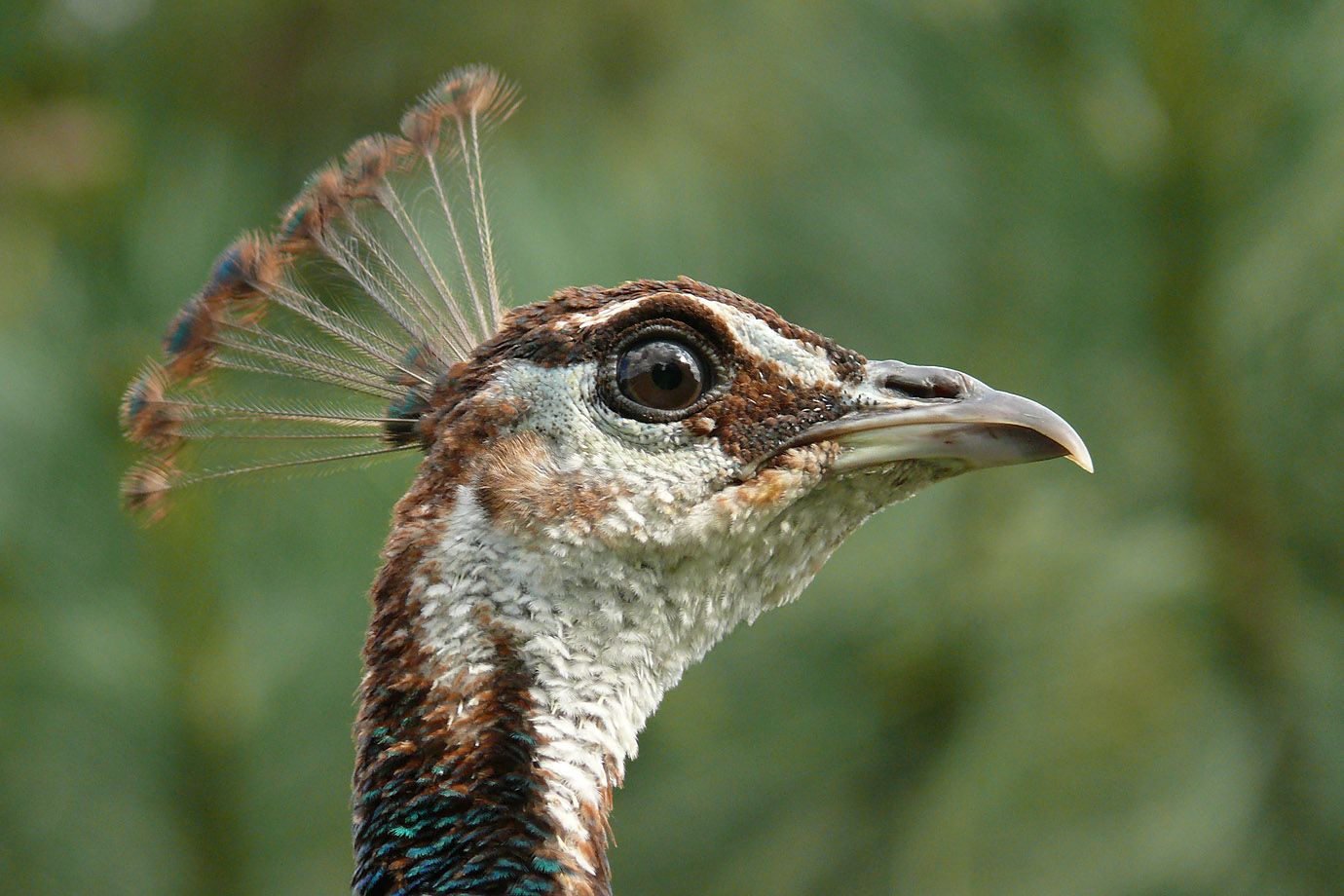 die großen dunklen Augen fallen besonders auf