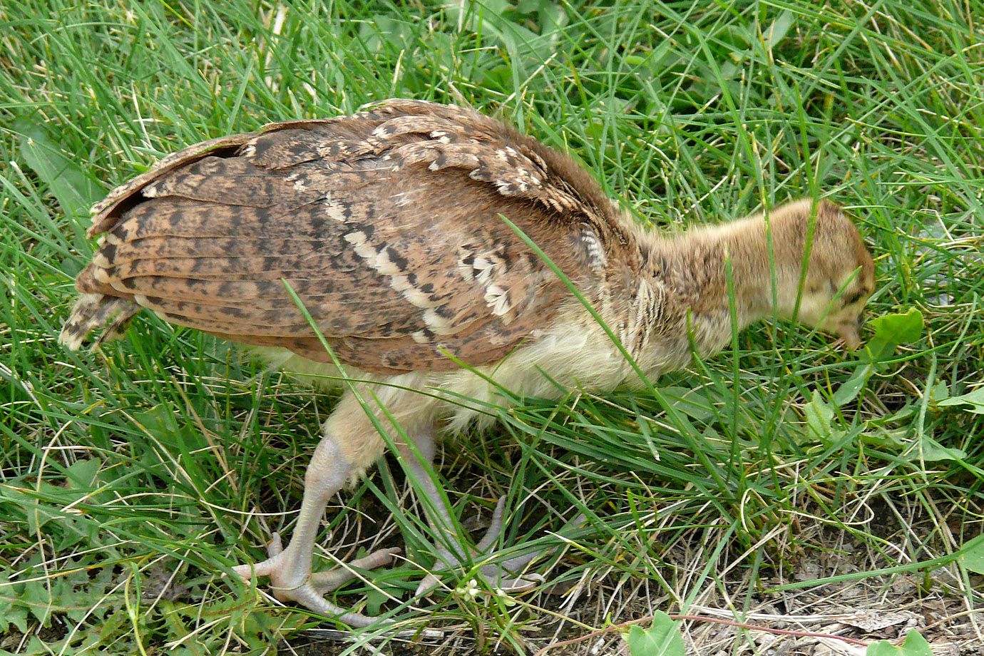 eines der Küken der Familie Pfau