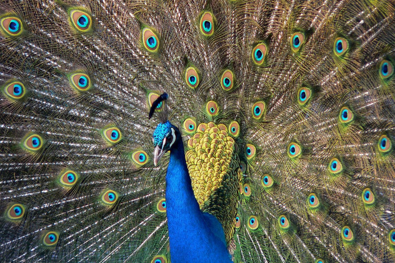 Blauer Pfau (Pavo cristatus) Blauer Pfau (Pavo cristatus)