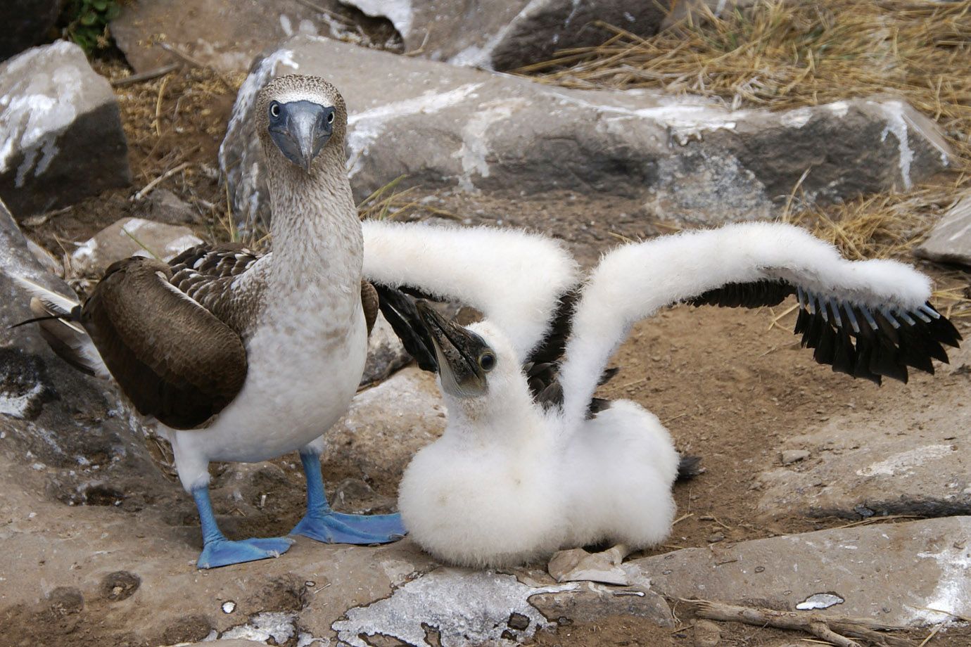 Blaufußtölpel (Sula nebouxii) Blaufußtölpel (Sula nebouxii)