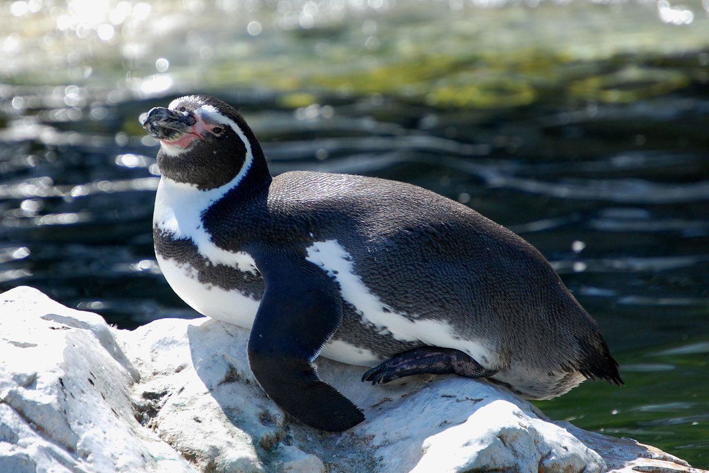 Pinguine sind ja auch sonst ungewöhnliche Vögel Pinguine sind ja auch sonst ungewöhnliche Vögel