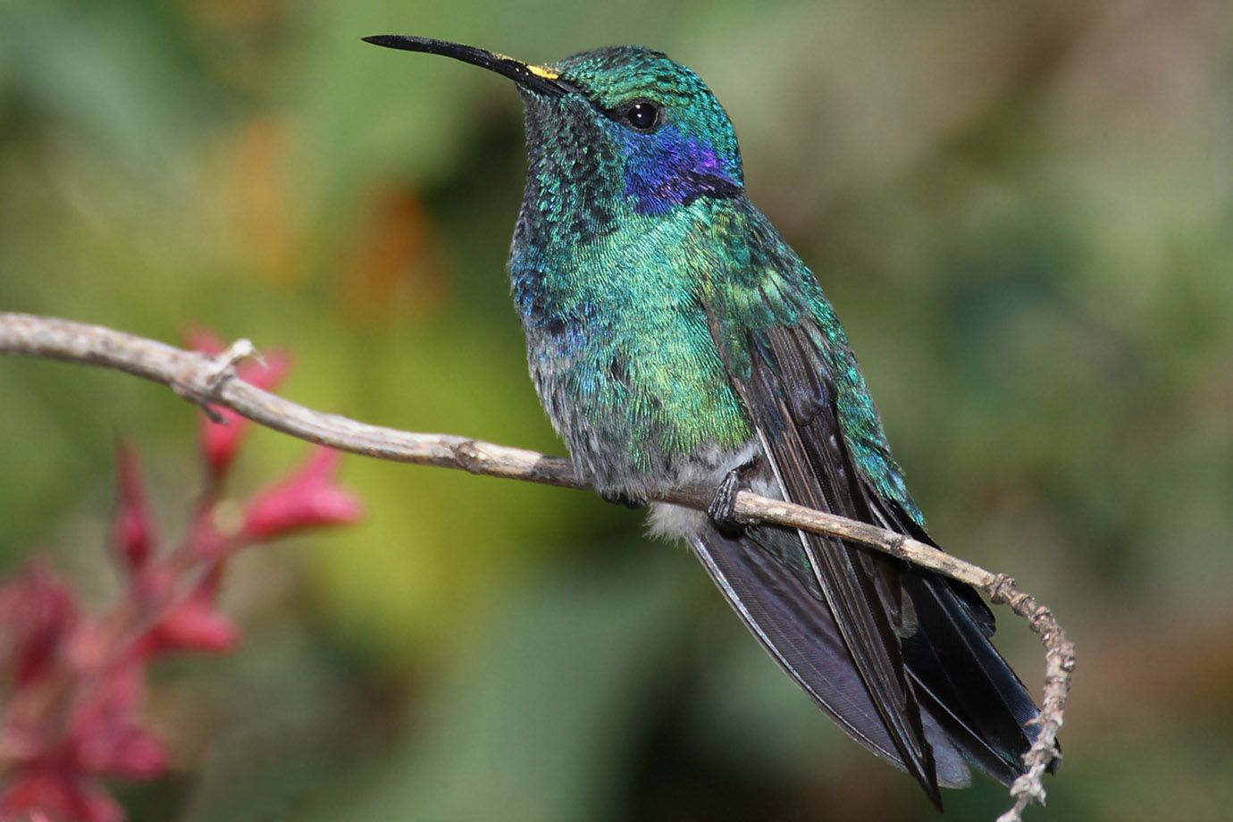 Colibri thalassinus - Zwergveilchenohr Colibri thalassinus - Zwergveilchenohr