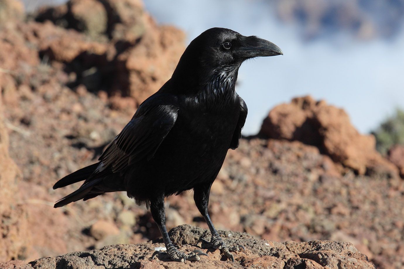 Kolkrabe (Corvus corax tingitanus) Unterart Kolkrabe (Corvus corax tingitanus) Unterart