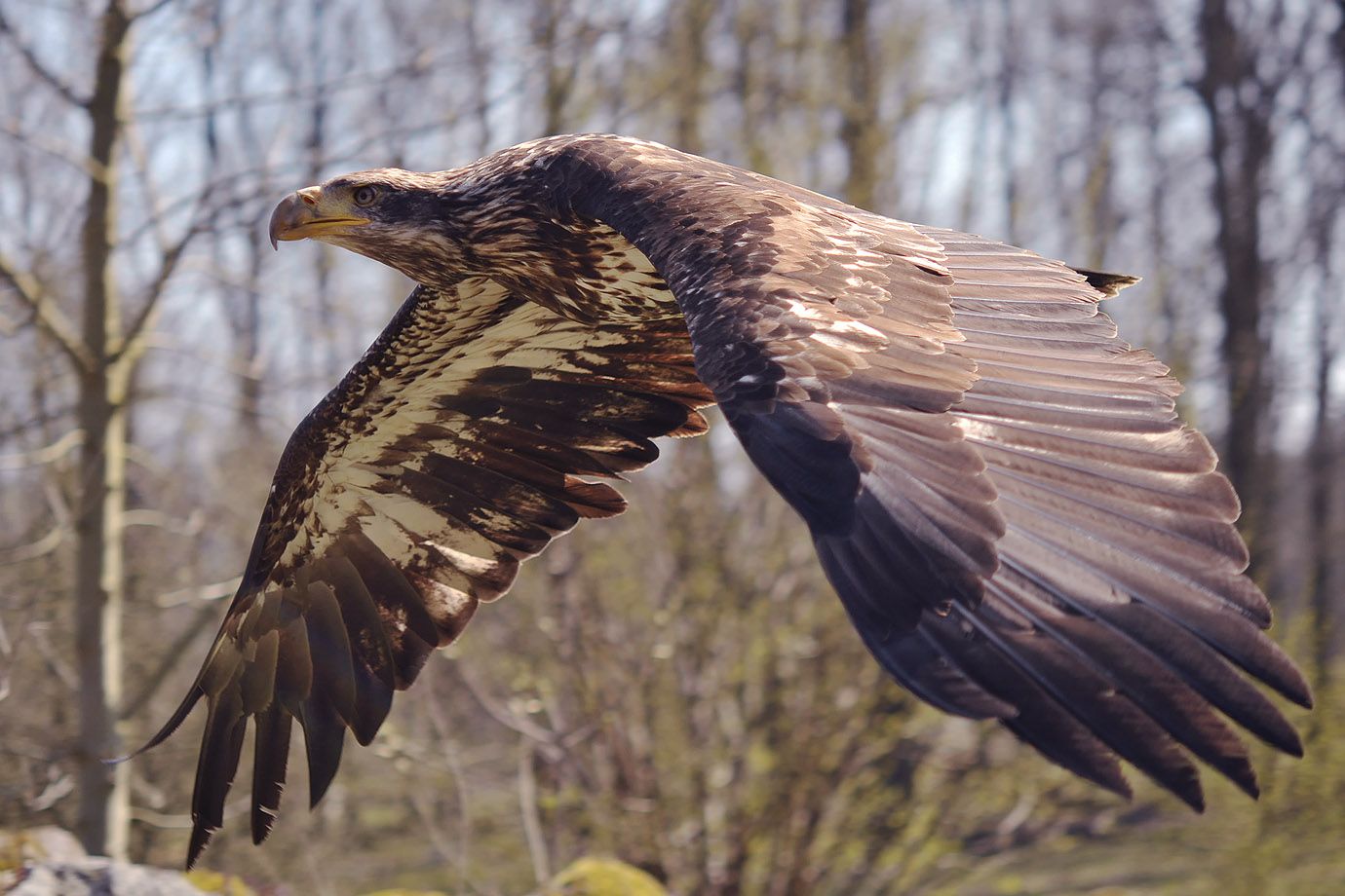 Weißkopfseeadler (Haliaeetus leucocephalus) Weißkopfseeadler (Haliaeetus leucocephalus)