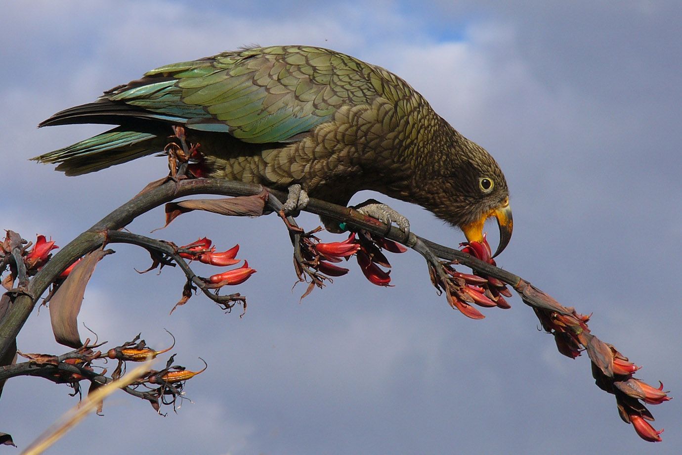 Kea auf Südinsel von Neuseeland Kea auf Südinsel von Neuseeland