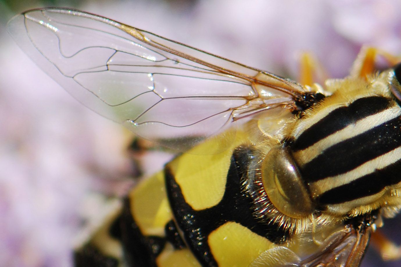 filigraner Flügel der Schwebfliege