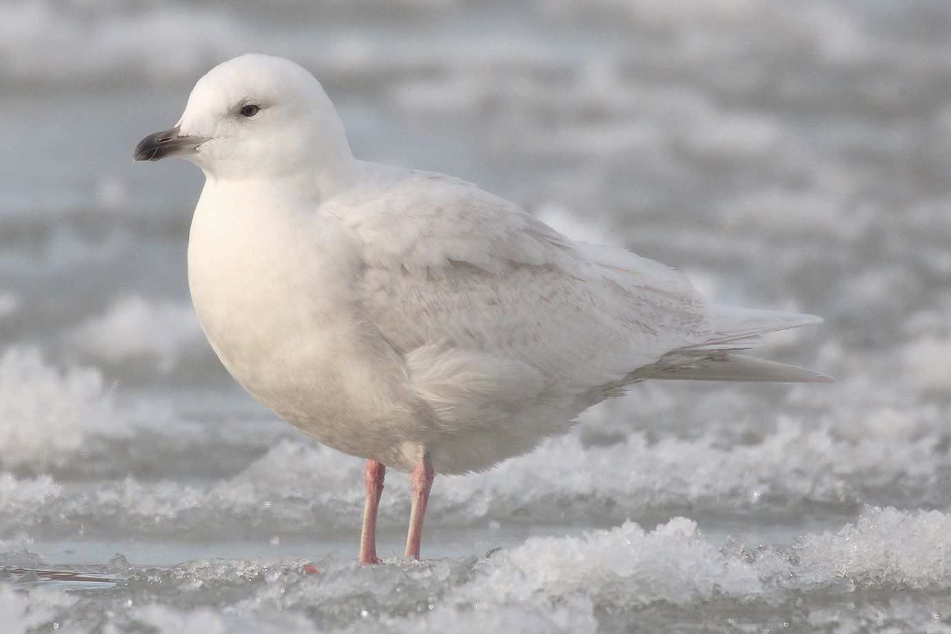 Polarmöwe im Eiswasser Polarmöwe im Eiswasser