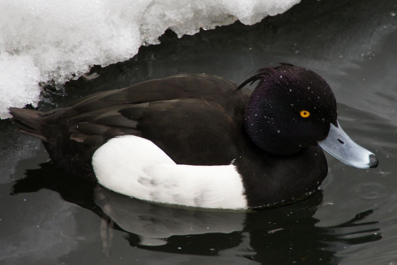 Reiherente (Aythya fuligula)