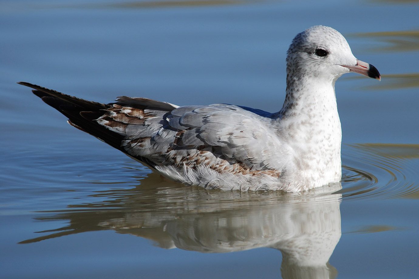 Ringschnabelmöwe (Larus delawarensis) Ringschnabelmöwe (Larus delawarensis)