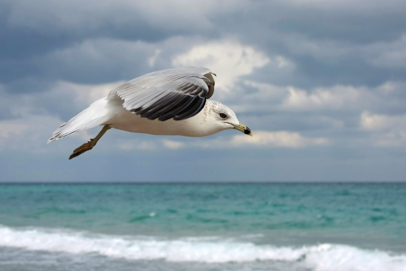 Ringschnabelmöwe (Larus delawarensis) Ringschnabelmöwe (Larus delawarensis)