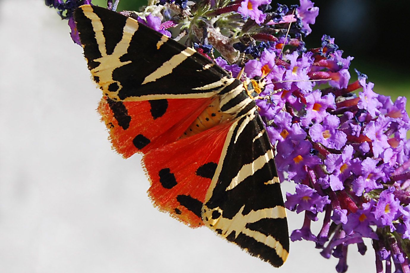 der Körper selbst greift Farbe und Muster der Hinterflügel auf