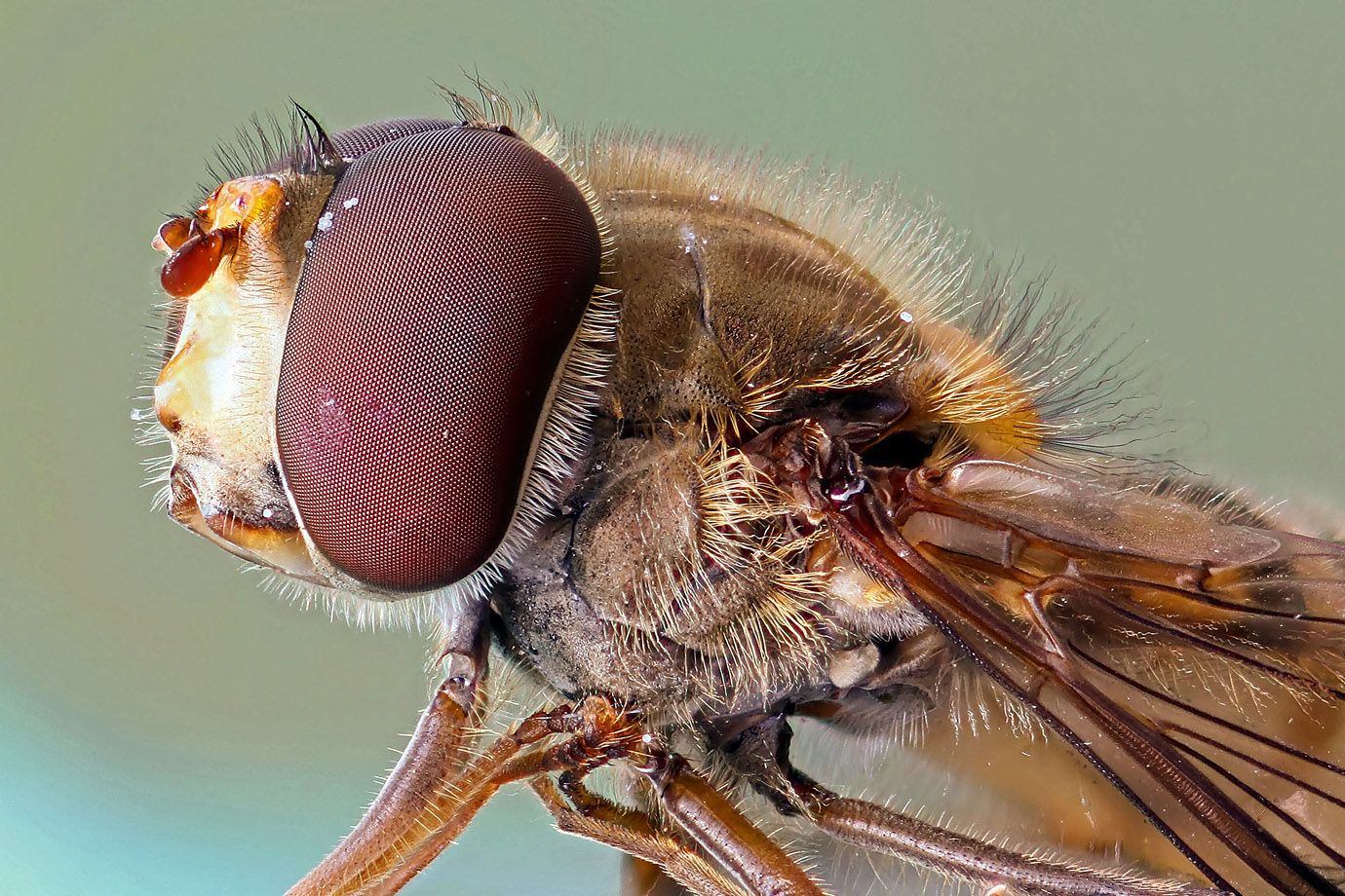 Schwebfliege (Syrphidae)