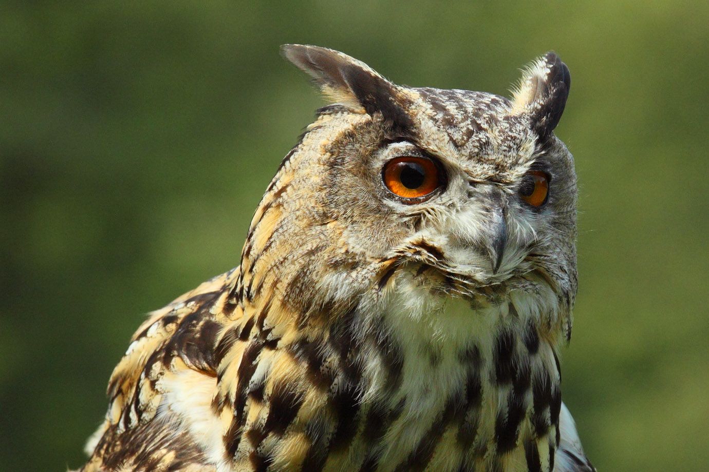 Uhu Bubo Bubo Portrait Sch pfung