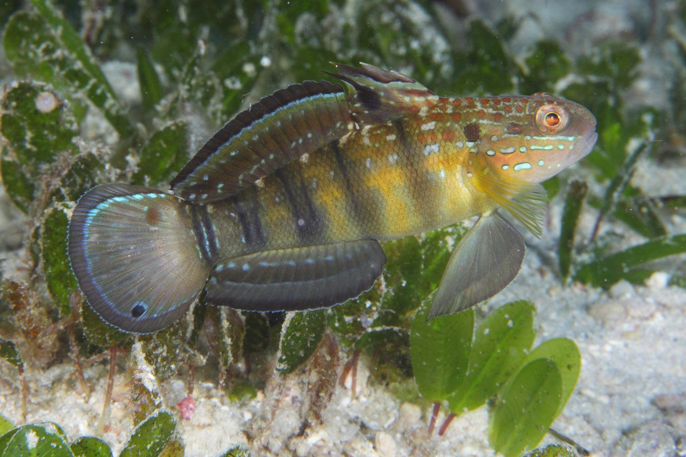 Baggergrundel - Braunstreifengrundel (Amblygobius phalaena) Baggergrundel - Braunstreifengrundel (Amblygobius phalaena)
