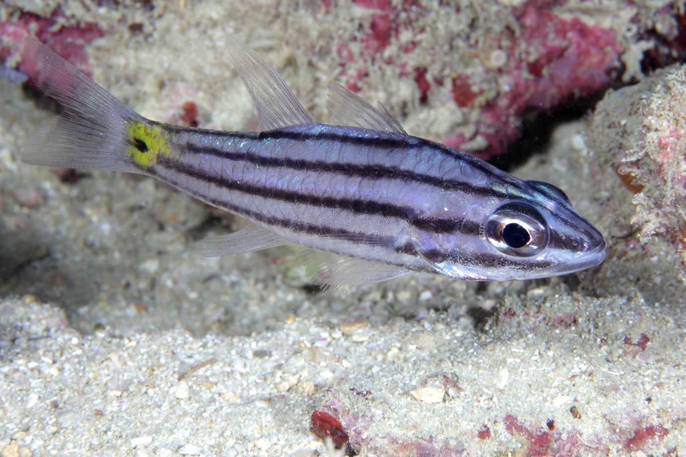 Kardinalbarsch aus der Gattung Cheilodipterus