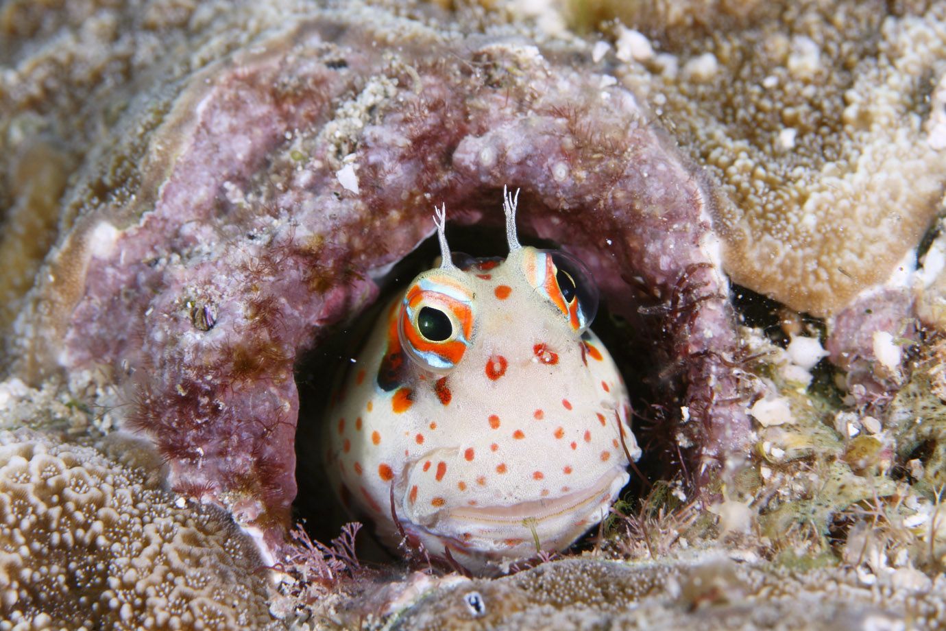 Chromosomen-Felsenspringer (Blenniella periophthalmus)