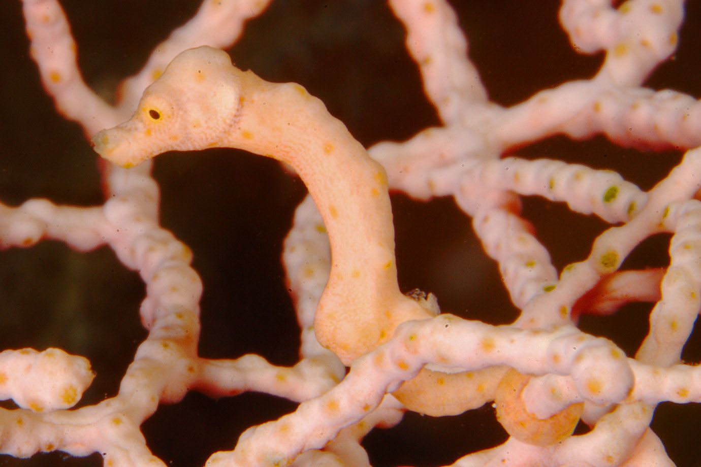 Denise-Zwergseepferdchen (Hippocampus denise) Denise-Zwergseepferdchen (Hippocampus denise)